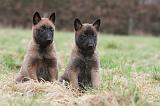 MALINOIS 834